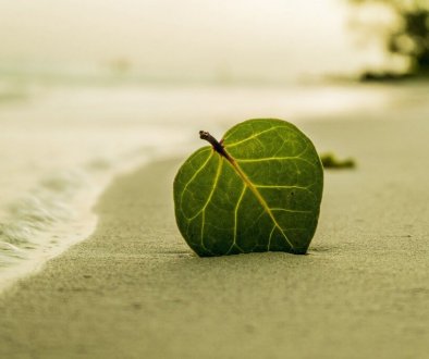 a beach and a leaf in the sand
