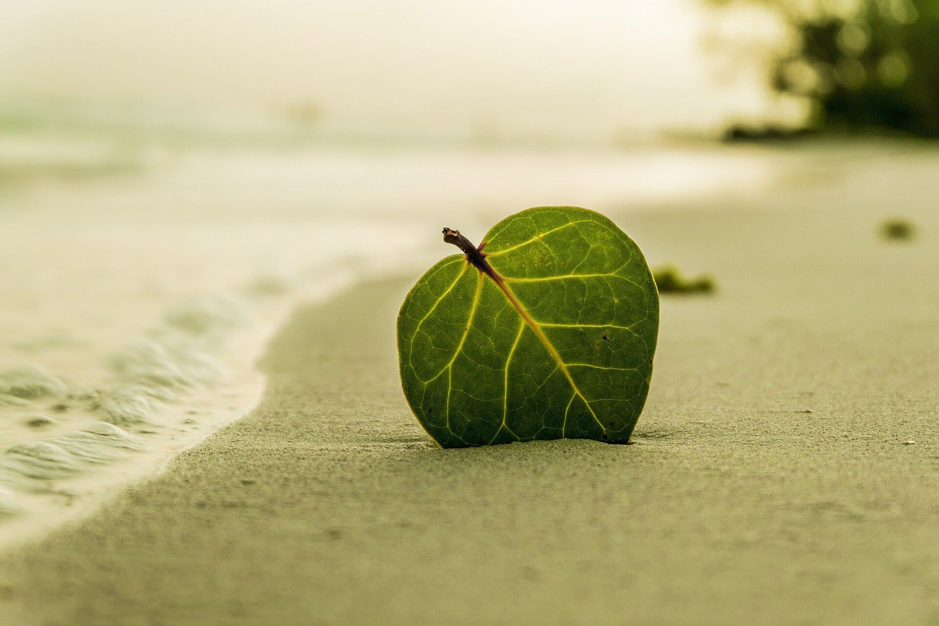 a beach and a leaf in the sand